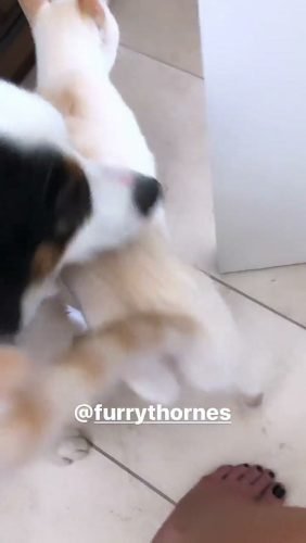 Bella Thorne Feet Toes And Soles 924