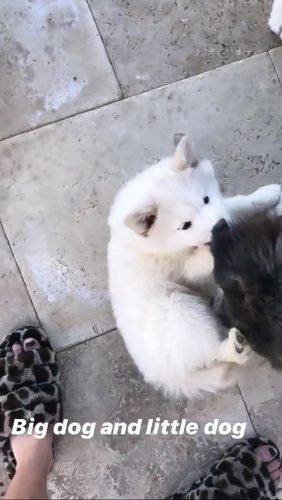 Bella Thorne Feet Toes And Soles 978