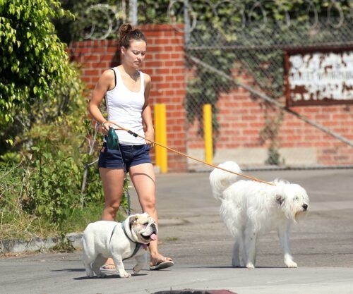 Olivia Wilde Feet Toes And Soles 199