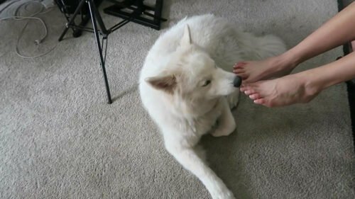 Amanda Cerny Feet Toes And Soles 249