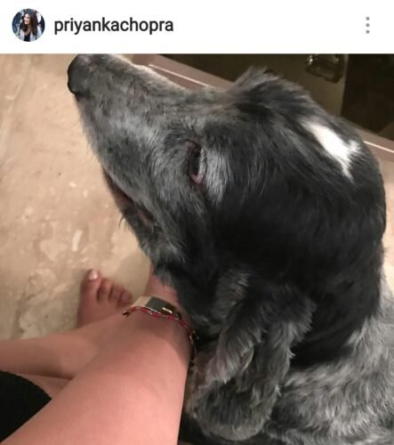 Priyanka Chopra Jonas Feet Toes And Soles 604