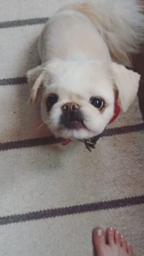 Elizabeth Gillies Feet Toes And Soles 340